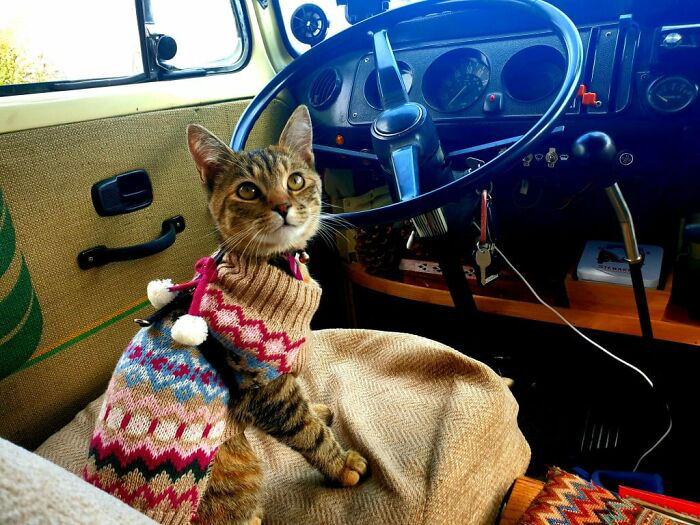 Кошка Эйми. Источник фото: https://www.pinterest.ru/pin/744923594615836526/