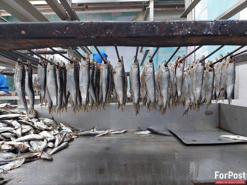 Будущие шпроты в масле. Фото: Пелагея Попова | ForPost