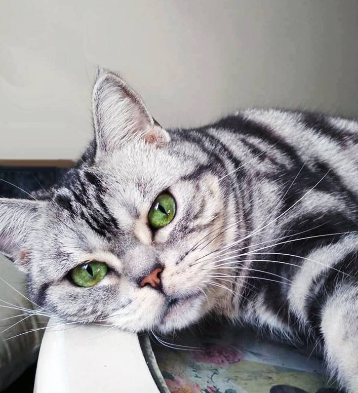 Кошка из питомника SolidFold