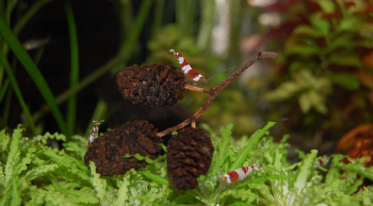 Креветка красный кристалл на ольховой шишке