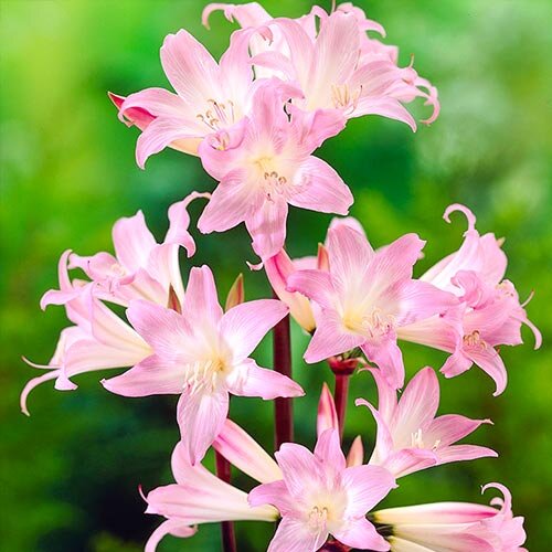 A, Belladona. В настоящий момент единственный представитель вида Амариллисов, произрастающий в ЮАР. Фото из интернета из открытых источников.