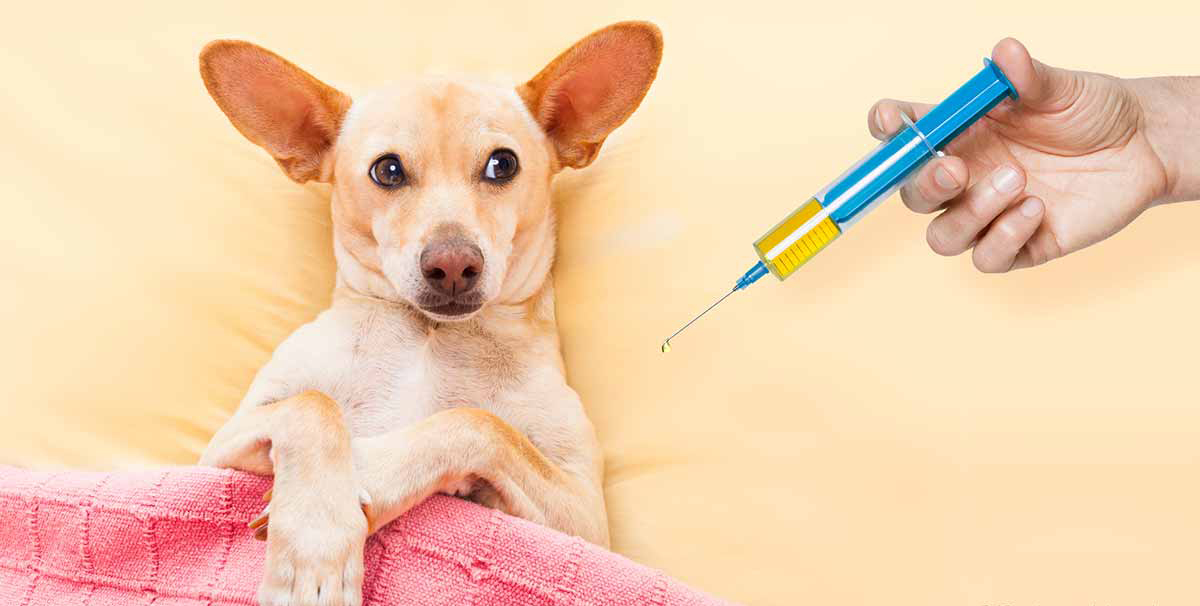 Зачем делать прививки собакам Вакцинация для собак – это самый эффективный способ предупреждения опасных заболеваний, часто имеющих серьезные осложнения, в том числе летальный исход.-2