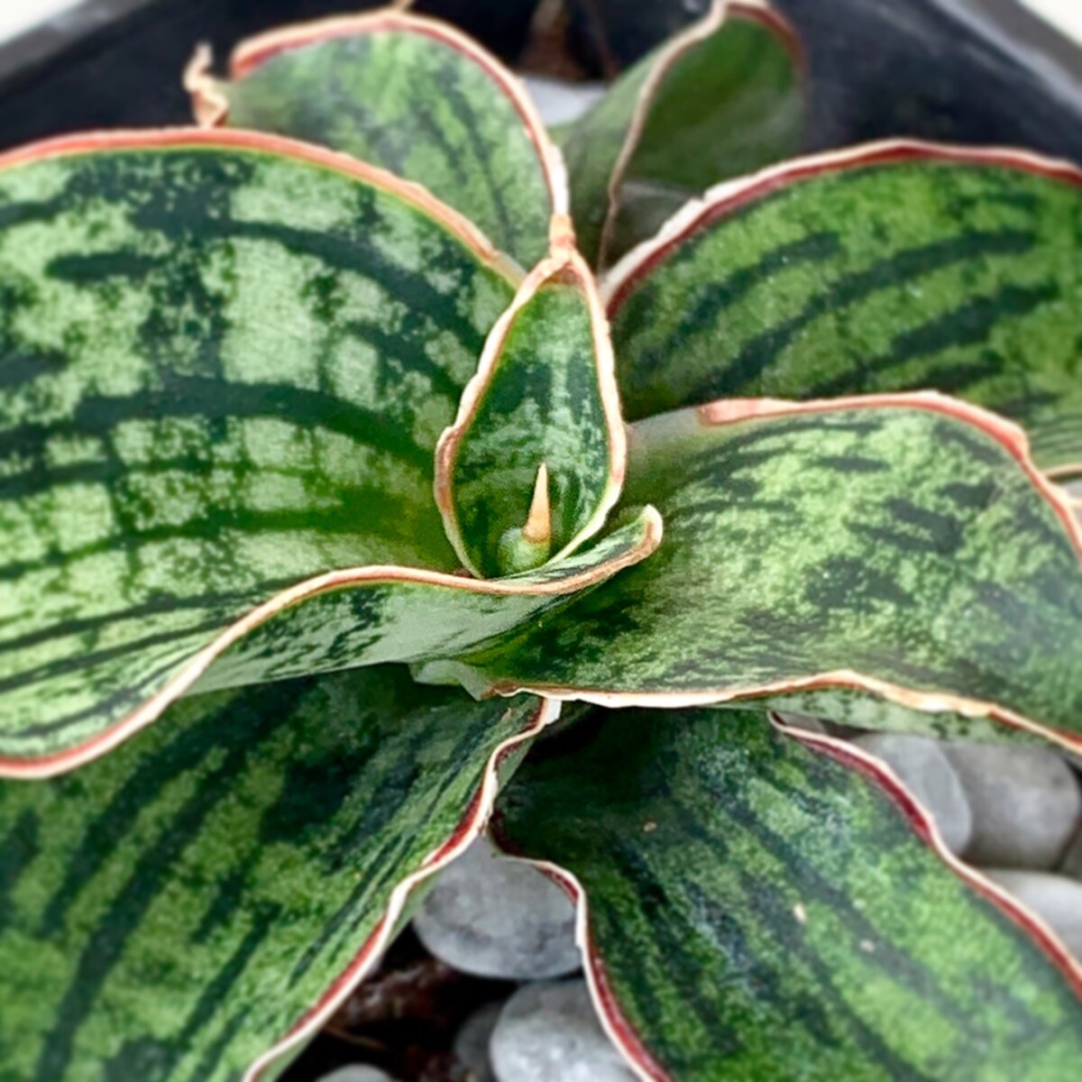 У новых гибридов фактура интереснее, размеры от карликовых до гигантских