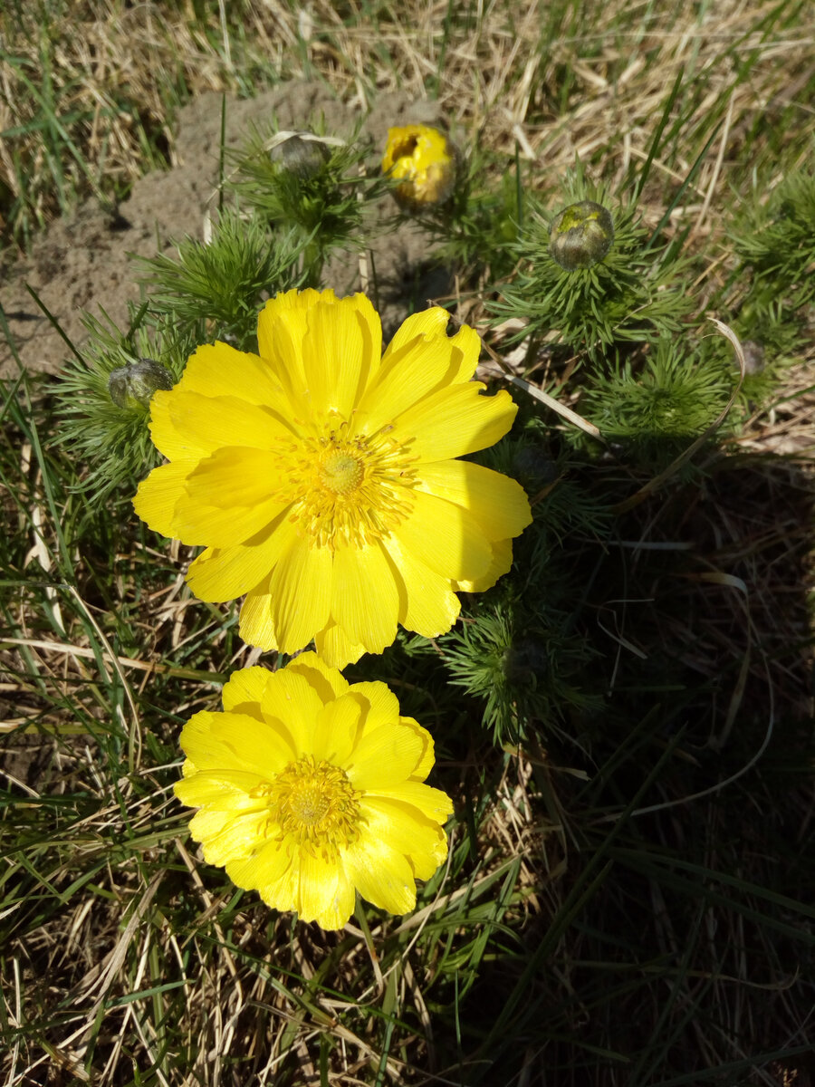 Это многолетник. Название забыла. Выкопали по дороге в Калиновку около аэроклуба, где тренируются барнаульские пилоты любители и парашютисты. Растение лекарственное и занесено в Красную книгу Алтая, но мы об этом узнали совсем недавно. Растет у нас давно и цветет долго. После цветения почти исчезает. Не требователен в уходе вообще. Этим и нравится.