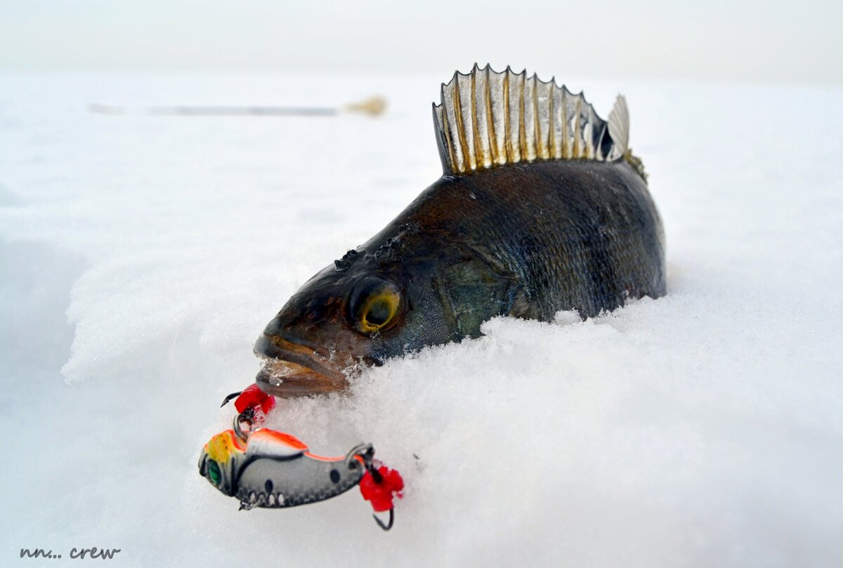 Зимняя рыбалка на блесну. Цикада на судака. Ловля на цикаду. Ловим на цикаду зимой. Ловля окуня зимой на цикаду.