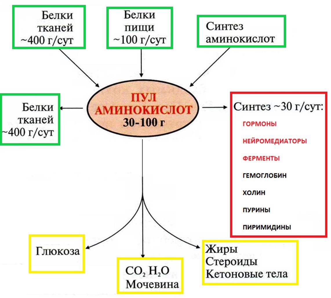 Синтез белков организма (до 400 г/сут). Кол-во белков взрослого человека ~ 12-15 кг.