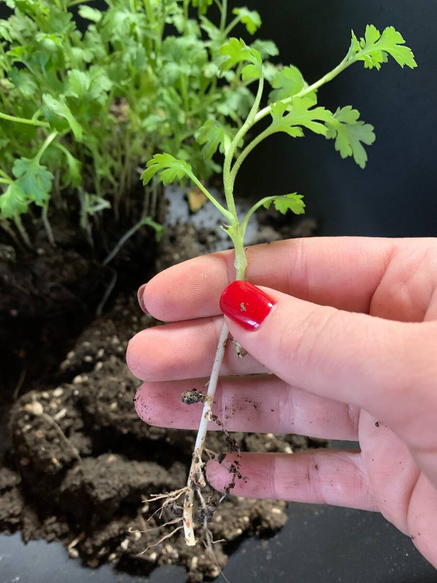 Мои новенькие черенки Мультифлоры, январь 2022г