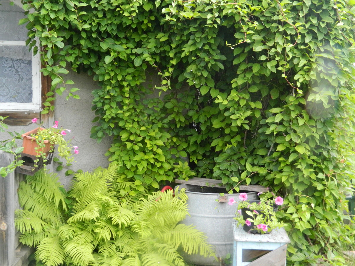 Лимонник китайский