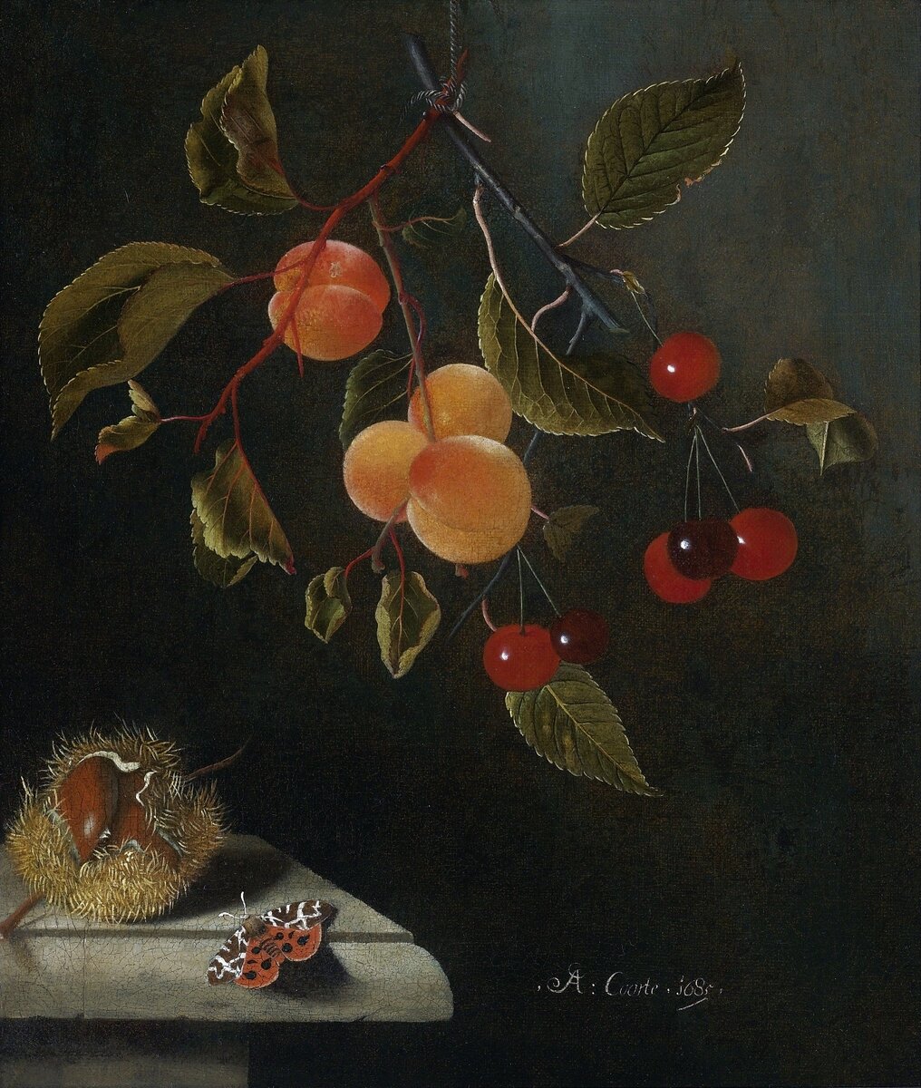 Адриан Корте, «Натюрморт с бабочкой, абрикосами, вишнями и каштаном», 1685, холст, масло, 40,6 х 36,9 см, частная коллекция