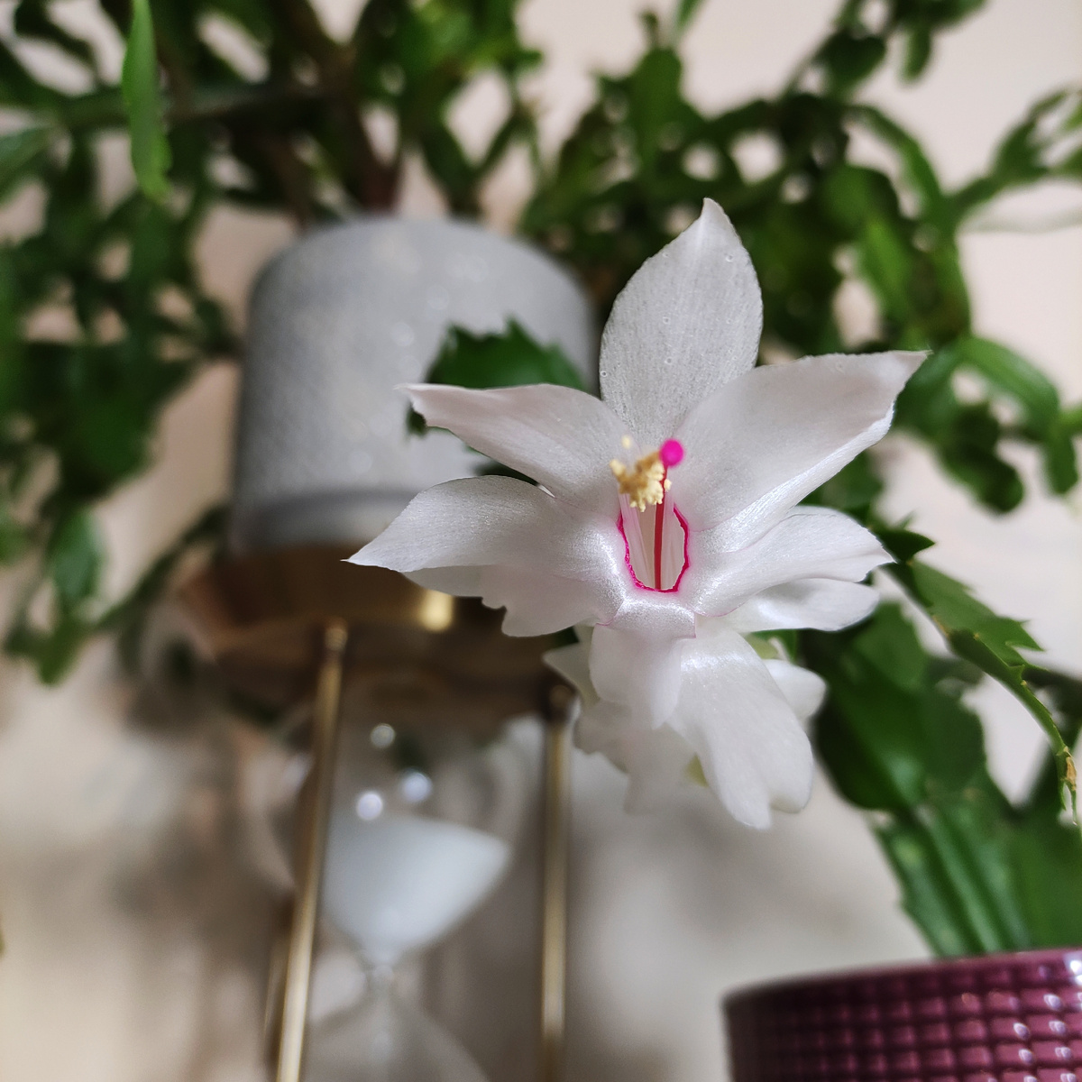 Цветение Шлюмбергеры