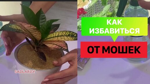 КАК ИЗБАВИТЬСЯ ОТ МОШЕК В КОМНАТНЫХ РАСТЕНИЯХ.