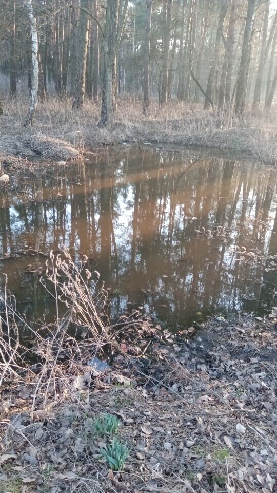 Природа Полесья, небольшой пруд в лесу. 