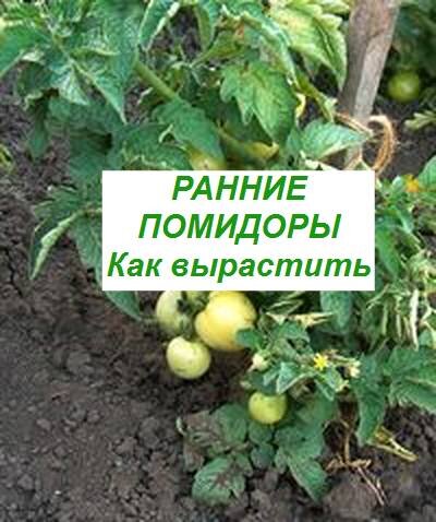 ранний урожай помидоров