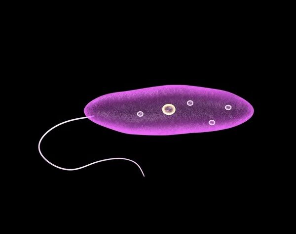 Лейшмания (стадия промастиготы)