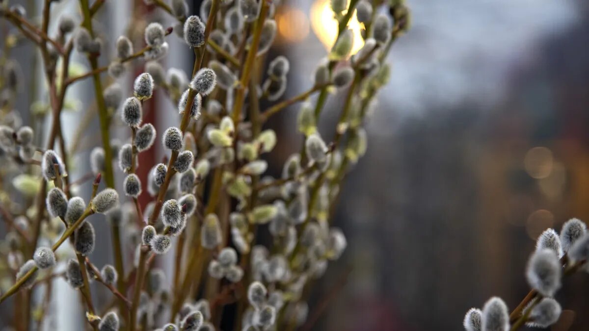 Вербное воскресенье считается одним из самых светлых православных праздников. Фото: Pixabay.com 