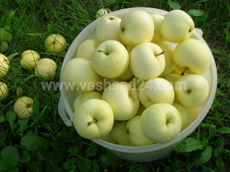 Белый налив - яблоки детства)