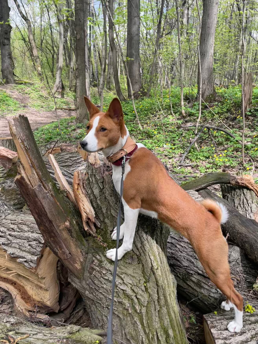 Басенджи в лесу