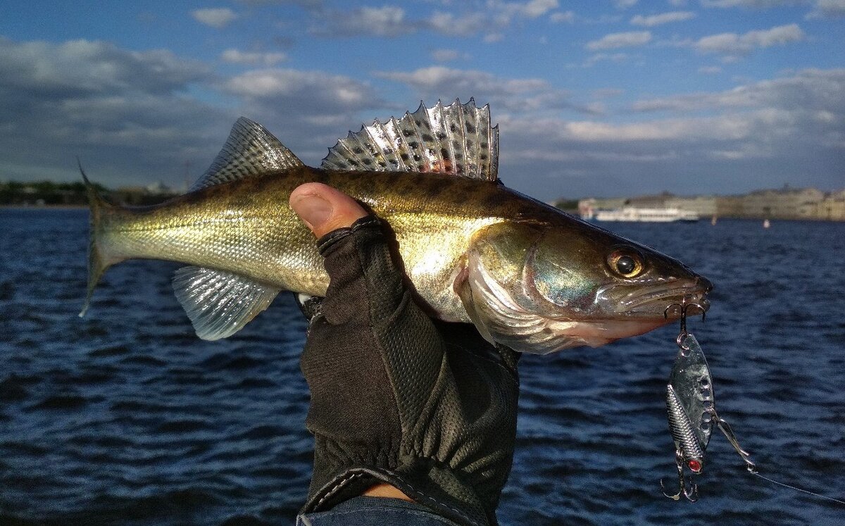 судак обыкновенный судак берш судак морской. берш волга. берш. ловля судака сеткой. обыкновенный судак sander lucioperca.