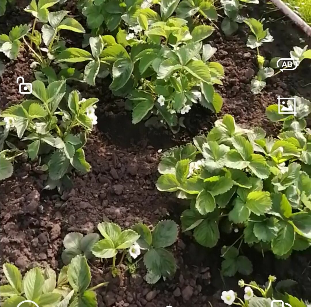 Моя молодая двухлетняя грядка клубники. 