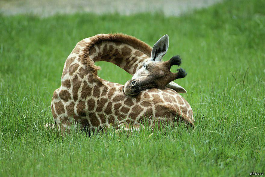 Nature,tree,animal,grass,park - free image from needpix.com
