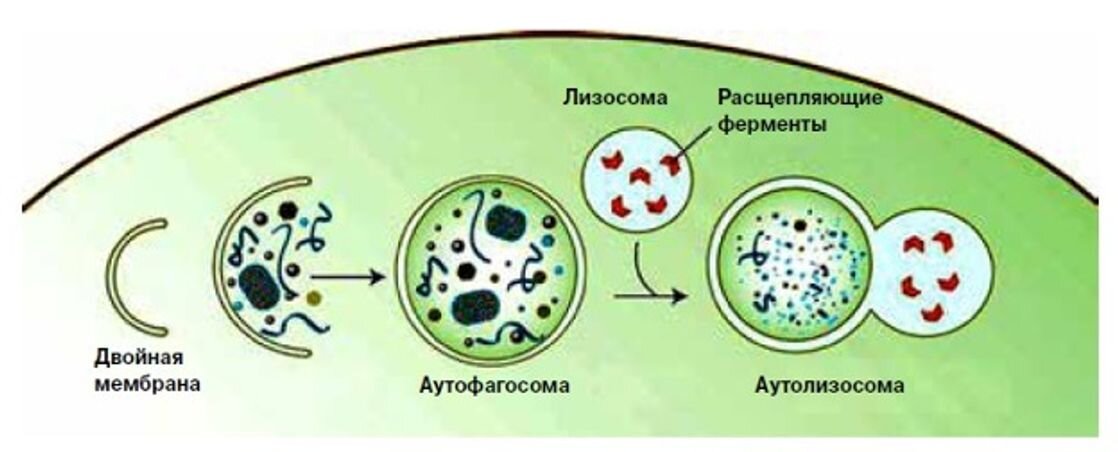 Схема процесса аутофагии.