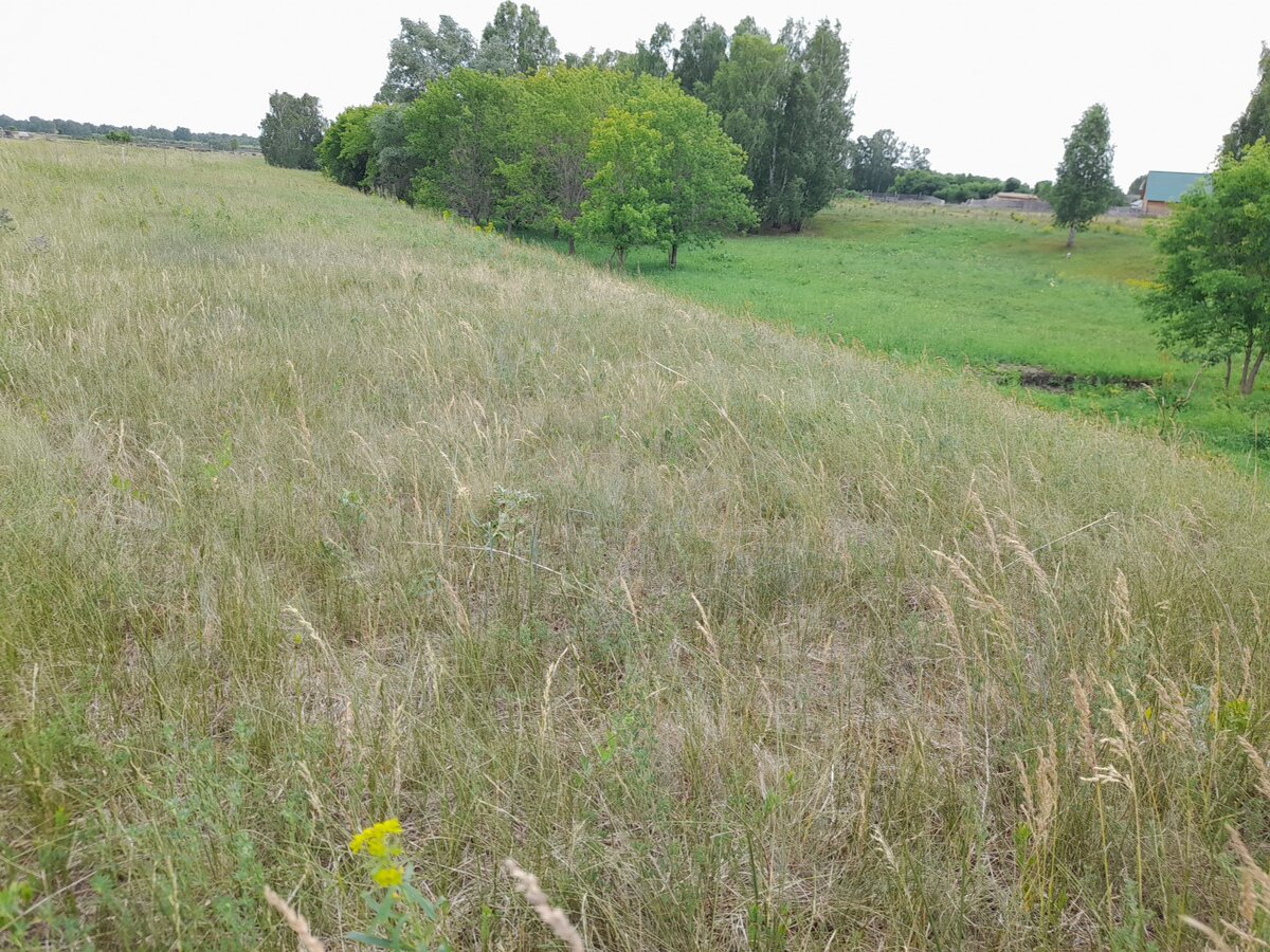 лог. только внизу зеленая трава. хоть там поедят немного