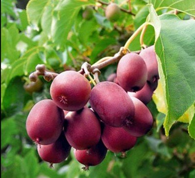 Актинидия Кенс ред