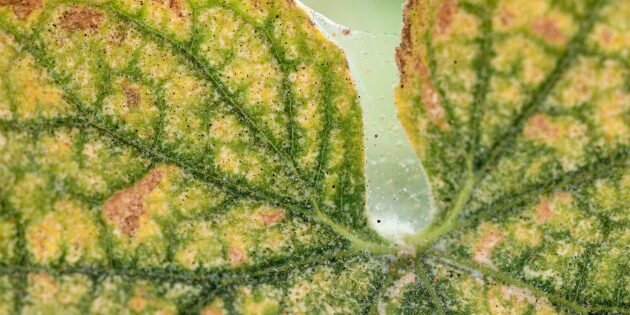 Так выглядят сильно поражённые листья. Фото: Olya Maximenko / Shutterstock📷
