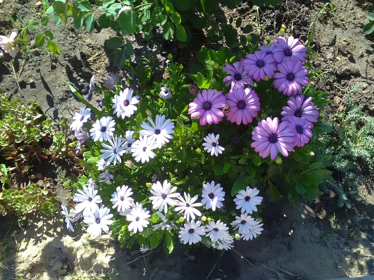 Остеоспермум 