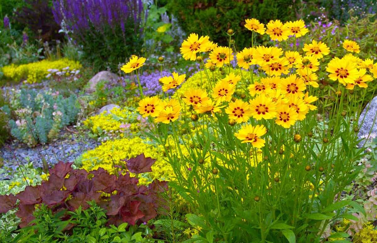 Кореопсис Coreopsis Ruby Frost