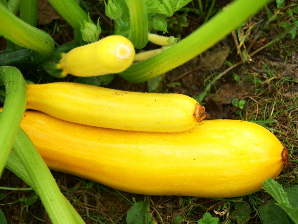 Хранение кабачков