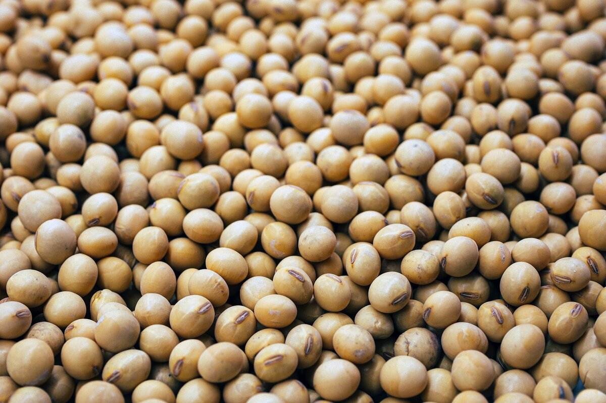     Эстроген в сое: еще один миф разрушен