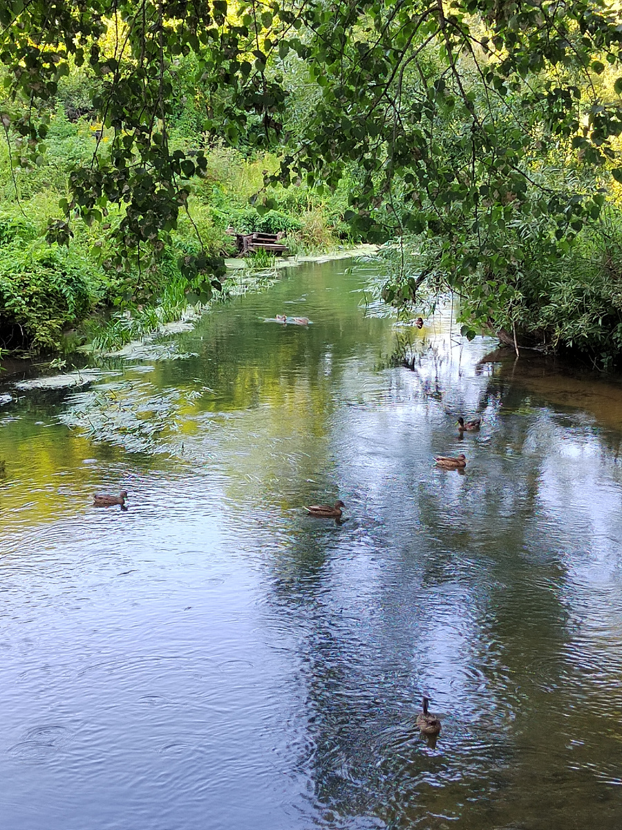 Сегодня сфоткала уточек