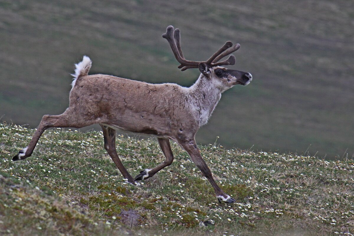как передвигается олень. скорость северного оленя при беге. скорость северного оленя км/ч. скорость северного оленя при беге. олень бежит.