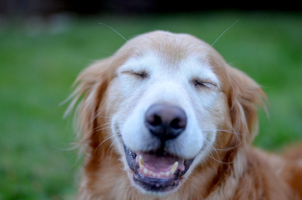 Happy dog. Счастливая собака рыжая. Улыбающийся рыжий щенок. Счастливая Радужная собака улыбка. Бело коричневая собака улыбается.