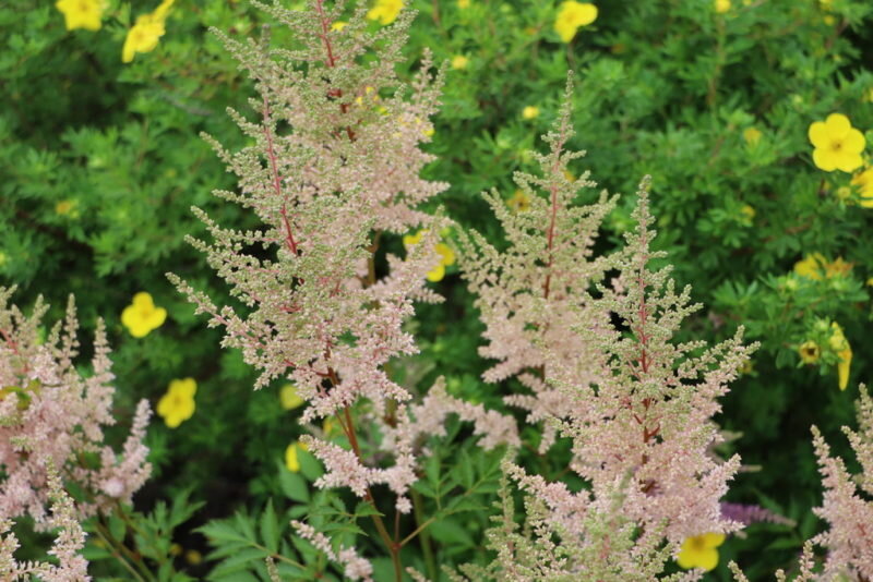 Красиво смотрится в композициях с другими растениями