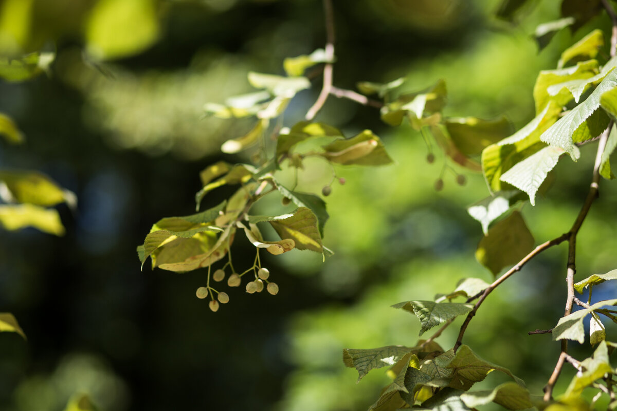 Александровский Сад, г. Санкт-Петербург. Липа. Автор фото: Надежда Панова, http://nadia-photo.com
