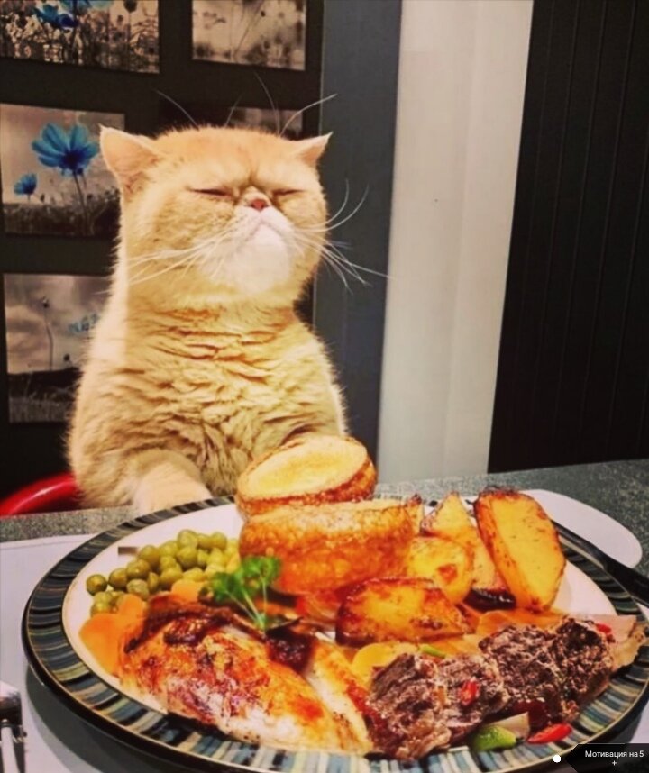 Кот