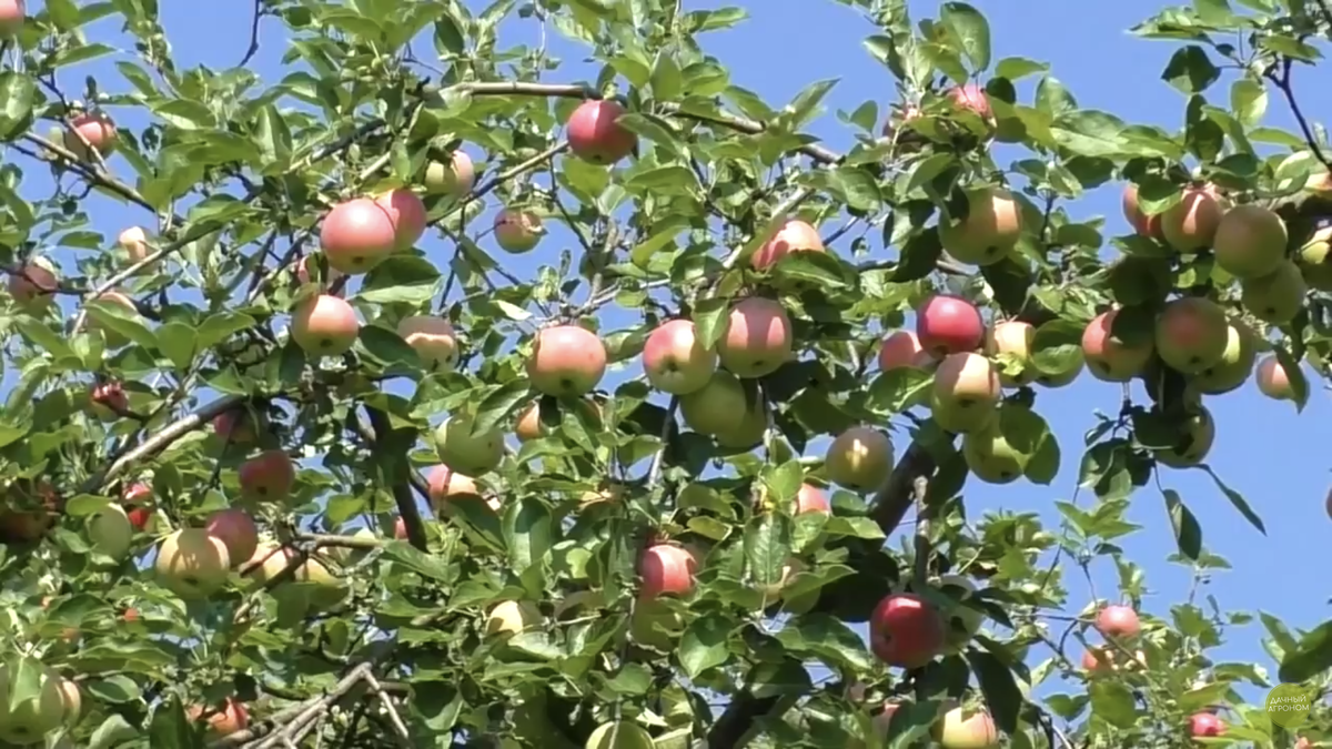 Вот такая яблоня растёт у нас 