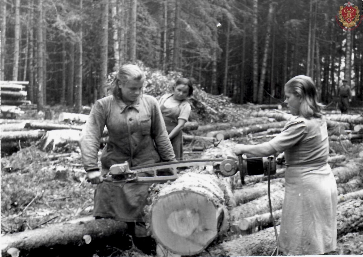 Заготовка дров для Ленинграда. Группа из 3 девушек занимается распилкой ствола дерева на лесоповале с помощью электропилы ВАКОПП-1, 1941-1944 годы
