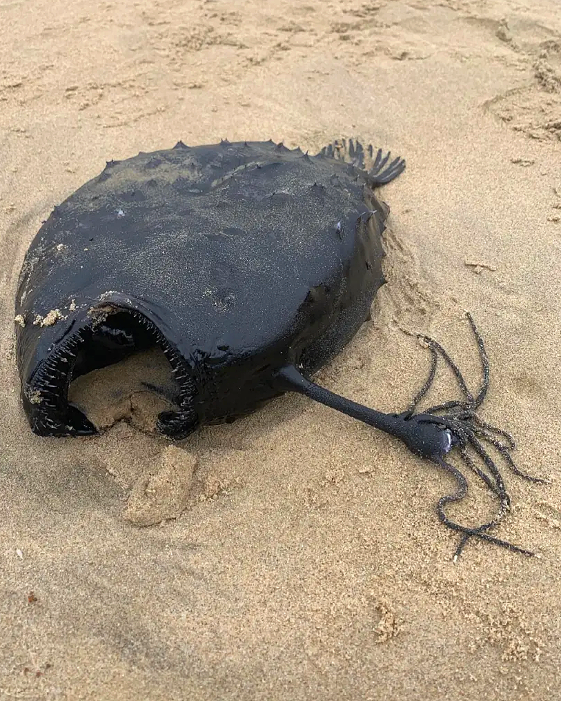 Морской удильщик. Рыба удильщик. Морской черт глубоководный удильщик. Горбатый удильщик.