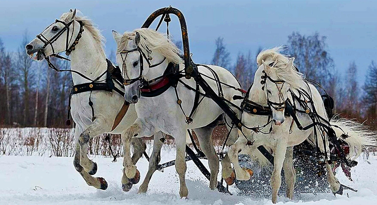 Разливные бубенцы. Русская тройка орловских рысаков. Русская тройка запряжка лошадей. Конная упряжка тройка. Тройка орловских рысаков в упряжи.