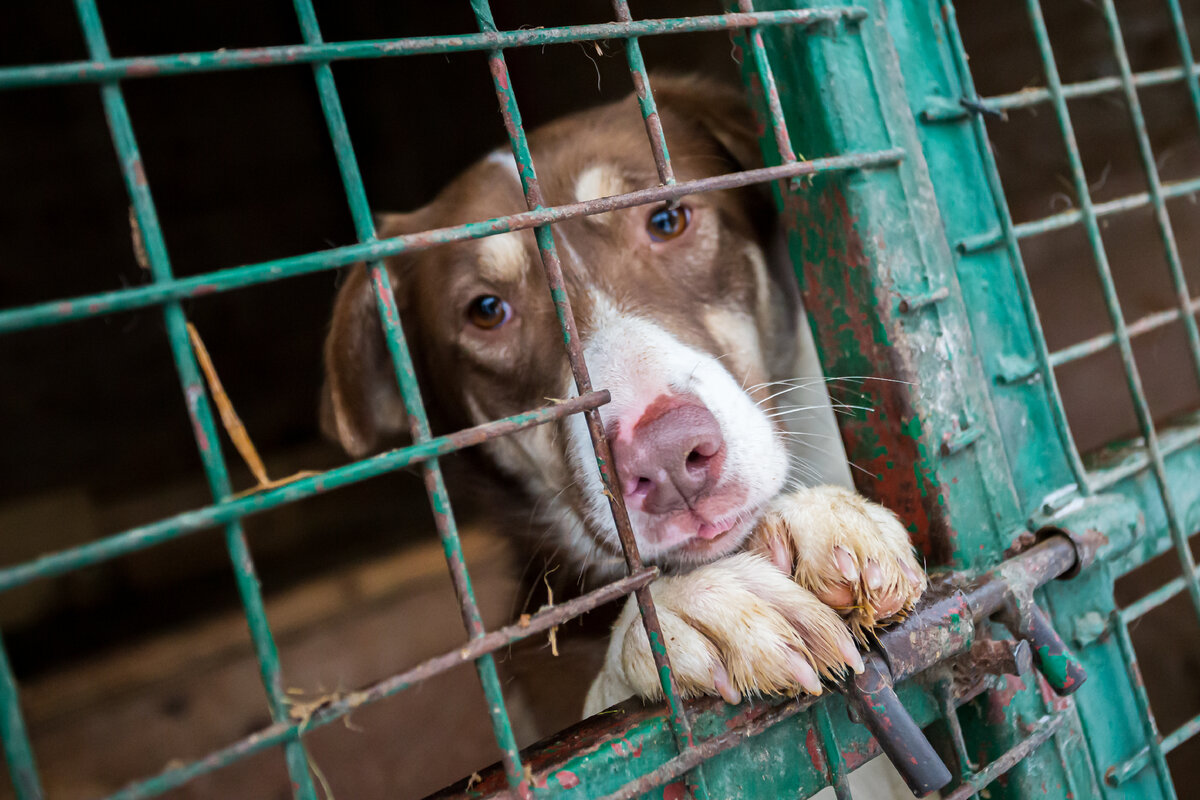 ФОТО: EDGAR BRESHCHANOV/GLOBALLOOKPRESS.