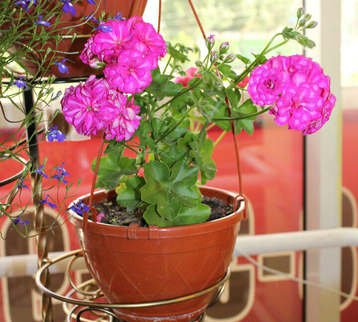 PAC Mexica Nealit. Фото Галины Симаевой 