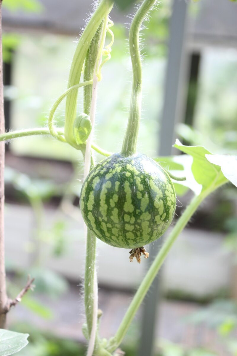 Ждем урожай (фото из личного архива)