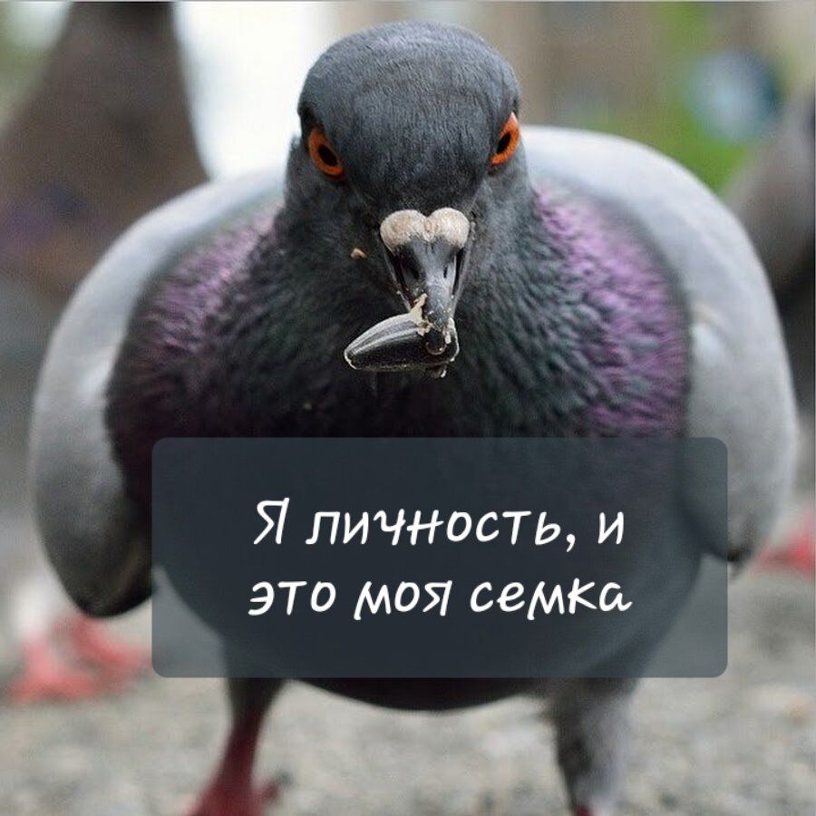 Голубь курлык