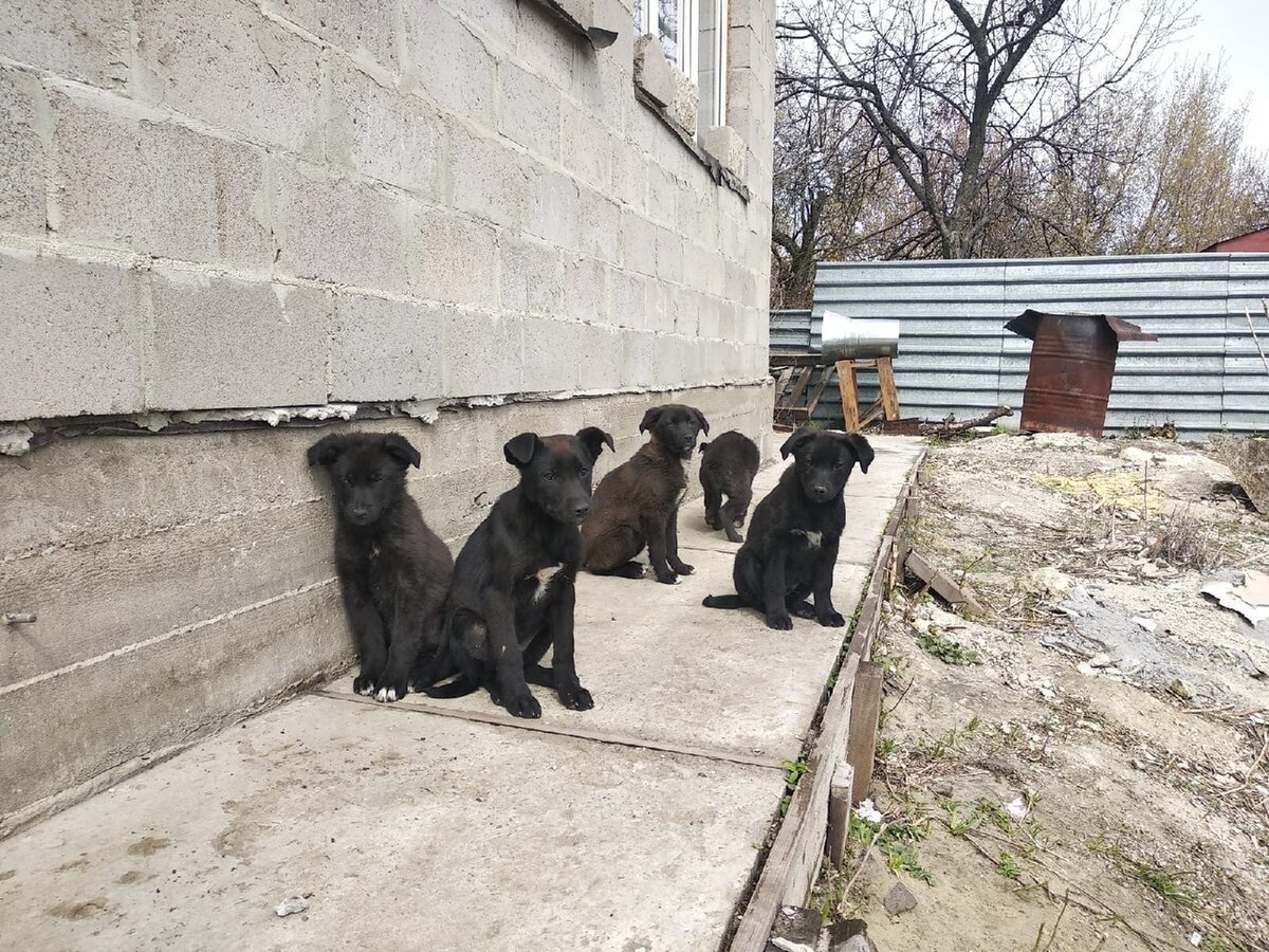 Щеночки постарше