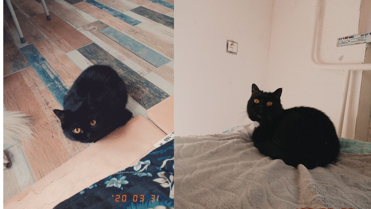 чем не королева драмы?