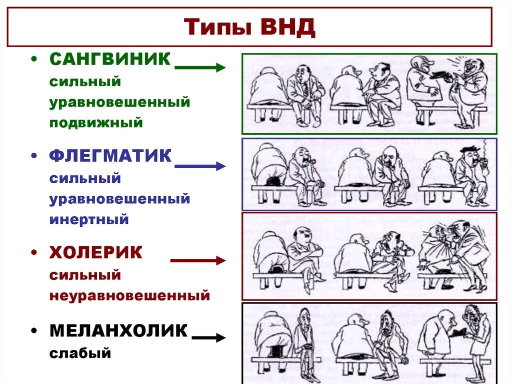 Высшая нервная деятельность человека • Биология, Анатомия и физиология человека • Фоксфорд Учебник