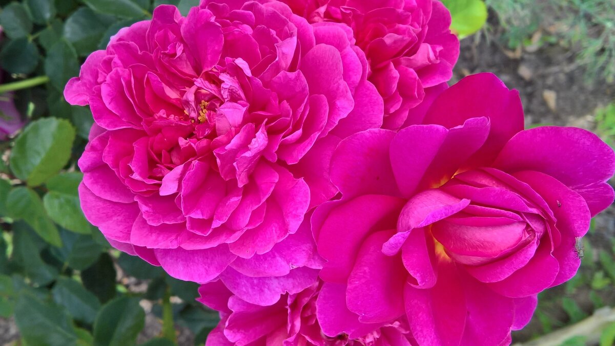 Роза Принцесса Анна